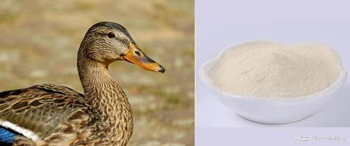 中科初肽 臨沂 生物誠邀您參加2025國際生物發(fā)酵展 濟南