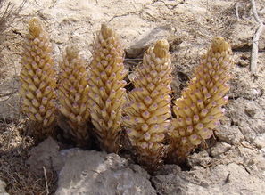 肉蓯蓉的人工栽培技術