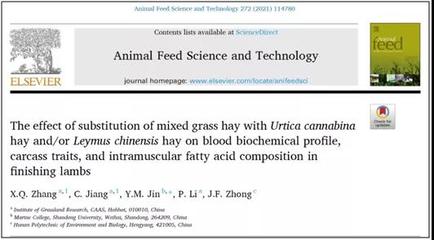 [創新內蒙古]科研人員發現麻葉蕁麻能提高羊肉營養品質