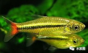 燈魚飼養全攻略 飼料篇