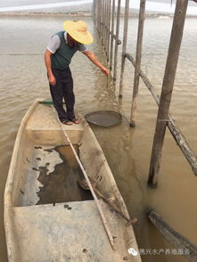 南美白對(duì)蝦養(yǎng)殖戶如何科學(xué)喂料，實(shí)現(xiàn)高效養(yǎng)殖