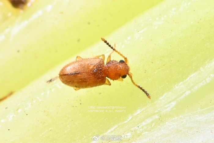 西芹上的微型守護(hù)者 龜紋瓢蟲(chóng)與隱食甲科小甲蟲(chóng)的生態(tài)角色與飼料潛力